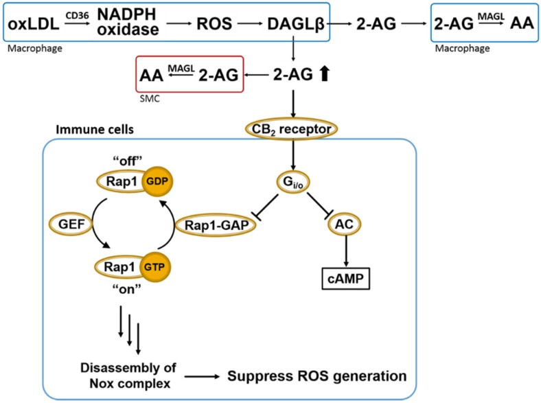Overall scheme of 2AG biosynthesis/catabolism and anti-oxidative CB2-evoked signaling in immune cells. OxLDL-mediated NADPH oxidase (Nox) activation in macrophages leads to ROS-dependent DAGLβ activation and increased biosynthesis of 2AG, which can act in either a paracrine or autocrine manner. Heightened levels of 2AG released in response to increased ROS can stimulate CB2 receptors in a compensatory manner to suppress oxidative stress via Gi/o-mediated inactivation of Rap1-GAP (see text for details) [48]. Also shown is the canonical Gi/o-mediated inactivation of adenylate cyclase (AC). Extracellular 2AG is degraded by cells that produce it or by neighboring cells, such as smooth muscle cells (SMCs) and other macrophages. Rap1-GAP, Rap1-GTPase activating protein; GEF, GTP exchange factor; AC, adenylate cyclase; 2-AG, 2-arachidonoylglycerol; AA, arachidonic acid; MAGL, monoacylglycerol lipase; DAGLβ, diacylglycerol lipase β; SMC, smooth muscle cells.