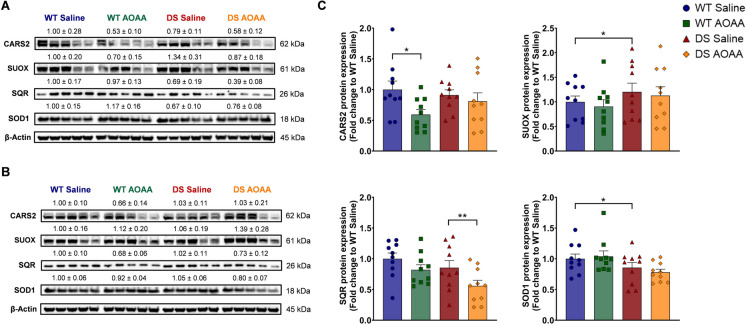 Comparison of the expression of the H2S-producing enzyme CARS2 and the H2S-metabolizing enzymes SUOX, SQR, and SOD1 in wild-type vs. Dp(17)3Yey/ + mouse brains. A, B Representative immunoblots of the expression levels of the enzymes for H2S metabolism in whole-brain homogenates in A male and B female animals. C Collective densitometric analysis. The housekeeping protein β-actin served as the loading control. Each bar represents the mean ± SEM of 10 animals per experimental group, 5 males and 5 females, with each dot representing one animal; *p ≤ 0.05