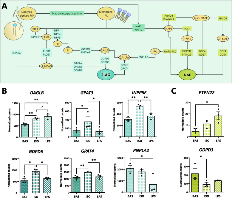 Lipolysis pathways alter the transcription of eCB- and NAE-synthesizing gene networks in bovine adipocytes. Bovine adipocytes were exposed to isoproterenol (ISO; 1 µmol/L), lipopolysaccharide (LPS; 1 µg/mL), or untreated (BAS) for 7 h. A Overview of eCB and NAE synthesis pathways and enzymatic catalysts which drive the reactions. B and C Bar graphs highlighting DESeq2-normalized gene counts associated with 2-AG biosynthesis and NAE biosynthesis in adipocytes. Asterisks denote differences in counts between groups (P < 0.1^, < 0.05*, < 0.01**) as determined by Student’s T and Fisher’s LSD. Each dot represents an individual datapoint and error bars, SEM. n = 3