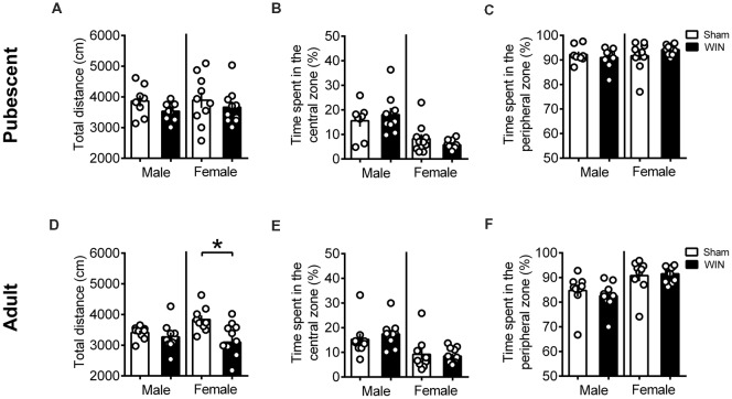 Sex-specific effects in locomotion 24 h after single in vivo cannabinoid exposure. Single administration of WIN55,212-2 (WIN, 2 mg/kg, s.c.) 24 h before did not alter the distance traveled (A) nor the time spent in the central (B) or peripheral zone (C) of the apparatus in pubescent rats of both sexes during the open field test. At adulthood, WIN-exposed females had a reduction in the locomotion, while males were not affected (D). Time spent in the central (E) or peripheral zone (F) remain unchanged in adult rats of both sexes. Data represent mean ± SEM. Scatter dot plot represents one animal. *p < 0.05, Mann-Whitney U-test. Pubescent Males: Sham n = 8 and WIN n = 9; Pubescent Females: Sham = 10 and WIN = 10; Adult Males: Sham = 9 and WIN = 10; Adult Females: Sham n = 9 and WIN n = 11.