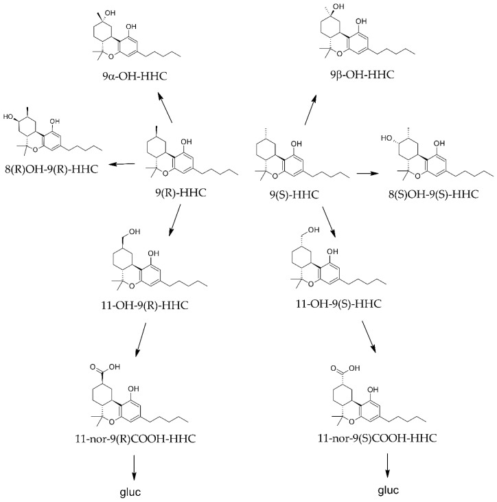 Putative metabolic pathways of HHC epimers.