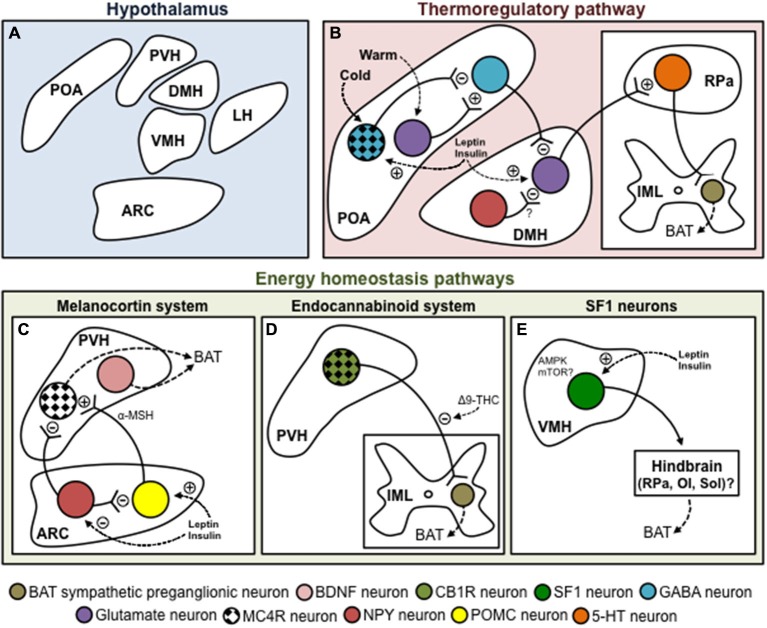 Hypothalamic control of brown adipose tissue thermogenesis. (A) Schematic and tentative representation of the hypothalamic structures involved in the control of BAT thermogenesis. (B) POA is considered to be a major coordinator of thermoregulation as it receives inputs from thermoreceptors essentially located in the skin. Within the POA, cold appears to signal mainly through the MnPO, where GABAergic neurons inhibit GABAergic neurons of the MPO. On the other hand, warm activates glutamatergic neurons in the MnPO, which activate GABAergic neurons of the MPO. One important relay receiving inputs from the POA to regulate BAT metabolism is the DMH. The GABAergic neurons of the MPO provide a negative tonic inhibition toward glutametergic neurons located in the DMH. DMH neurons project to the rostral ventromedial medulla, apparently to the RPa, amain site of BAT SNS premotor neurons. NPY neurons of the DMH could apparently also negatively affect BAT thermogenesis, possibly by inhibiting glutamatergic neurons located in the DMH itself. There also exists at least three important energy homeostasis pathways for BAT thermogenesis. (C) The melanocortin system is a critical component for the maintenance of energy balance. In the ARC, NPY/AgRP neurons inhibit, while POMC neurons (through the production of α-MSH) activate MC4R neurons located in the PVH. These neurons stimulate BAT thermogenesis. However, their identity is actually unknown. Non-MC4R neurons expressing BDNF were also recently shown to regulate BAT metabolism. (D) The endocannabinoid system represents another important system regulating BAT thermogenesis. We have recently shown that injection of Δ9-THC into the fourth ventricle blunts the thermogenic effects of MTII injected in the PVH. This suggests that MC4R-CB1R neurons located in the PVH regulate BAT metabolism. (E) SF1 neurons of the VMH are also well known to affect BAT thermogenesis. Converging evidence indicates that both AMPK and mTOR signaling are molecularly involved in this fine regulation. The VMH neurons regulating thermogenesis seem to relay through hindbrain structures such as the RPa, OI or Sol. (C–E) It is noteworthy that in addition to interacting together, these hypothalamic systems regulating BAT thermogenesis are modulated by important homeostatic hormones such as leptin and insulin. Abbreviations: 5-HT, serotonine; α-MSH, α-melanocyte-stimulating hormone; Δ9-THC, Δ9-tetrahydrocannabinol; AMPK, AMP-activated protein kinase; ARC, arcuate nucleus; BAT, brown adipose tissue; BDNF, brain-derived neurotrophic factor; CB1R, cannabinoid receptor type 1; DMH, dorsomedial hypothalamus, GABA, gamma-aminobutyric acid; IML, intermediolateral nucleus; LH, lateral hypothalamus; MC4R, melanocortin receptor 4; MnPO, median preoptic area; MPO, medial preoptic area; MTII, melanotan II; mTOR, mechanistic target of rapamycin; NPY, neuropeptide Y; OI, inferior olive; POA, preoptic area; POMC, proopiomelanocortin; PVH, paraventricular hypothalamus; RPa, raphe pallidus; SF1, steroidogenic factor 1; Sol, nucleus of the solitary tract; VMH, ventromedial hypothalamus.