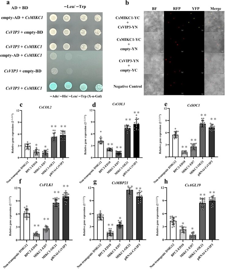 Interactions of CsMIKC1 proteins with CsVIP3 and their effects on inflorescence development-related gene expression. a Y2H interactions of CsMIKC1 proteins with CsVIP3. Full-length CsMIKC1 proteins were tested for interactions with TaK4 in comparative Y2H interaction studies. Co-transformed cells were incubated on the same plates without two amino acids (−Leu/−Trp) as well as plates without four amino acids (−Leu/−Trp/−His/−Ade). The colony solutions were diluted 4-fold and incubated on the same plate for the protein pair. The CsMIKC1-bait and empty prey combination did not grow on the plate lacking Leu/Trp/His/Ade (negative control). b Interaction of CsMIKC1 fused with YC and CsVIP3 fused with YN. YN is the N-terminal fragment of YFP; YC is the C-terminal end fragment of YFP. Negative controls included the co-expression of CsMIKC1-YC with an empty-YN, CsVIP3-YN with an empty-YC, and an empty-YN with an empty-YC. In the YFP filter, no interaction was observed in the negative control treatments. The RFP fluorescence marker under a constitutive promoter was included in each negative control infiltration mixture as an indicator of successful infiltration. To identify the nuclear localization signal, RFP-tagged TaCol-B5 was used as a marker for the nucleus, as mentioned in our previous publication [43]. Leaves infiltrated with A. tumefaciens were imaged by the LSM780 laser scanning confocal microscope using the bright field, red fluorescent protein (RFP) filter, or yellow fluorescent protein (YFP) filter (scale bars represent 20 μm). c–h Comparison of gene expression in non-transgenic DMG12, BPC2-ED10, MIKC1-ED7, MIKC1-OE21, and pRNAi-CsVIP3 plants. After anthesis, samples of female flowers from 16 different plants (n = 16) of each transgenic line were used to study the expressions of CsCOL2 (c), CsCOL3 (d), CsSOC1 (e), CsFLK1 (f), CsAGL19 (g), and CsMBP21 (h) under short-day conditions. Gene expressions were quantified by qRT–PCR with 18 biological samples. Two-tailed unpaired Student’s t-test was used to evaluate the mean transcript level between two alleles (Supplementary Data Table S1). *P < 0.05, **P < 0.01 vs non-transgenic DMG12 plants.
