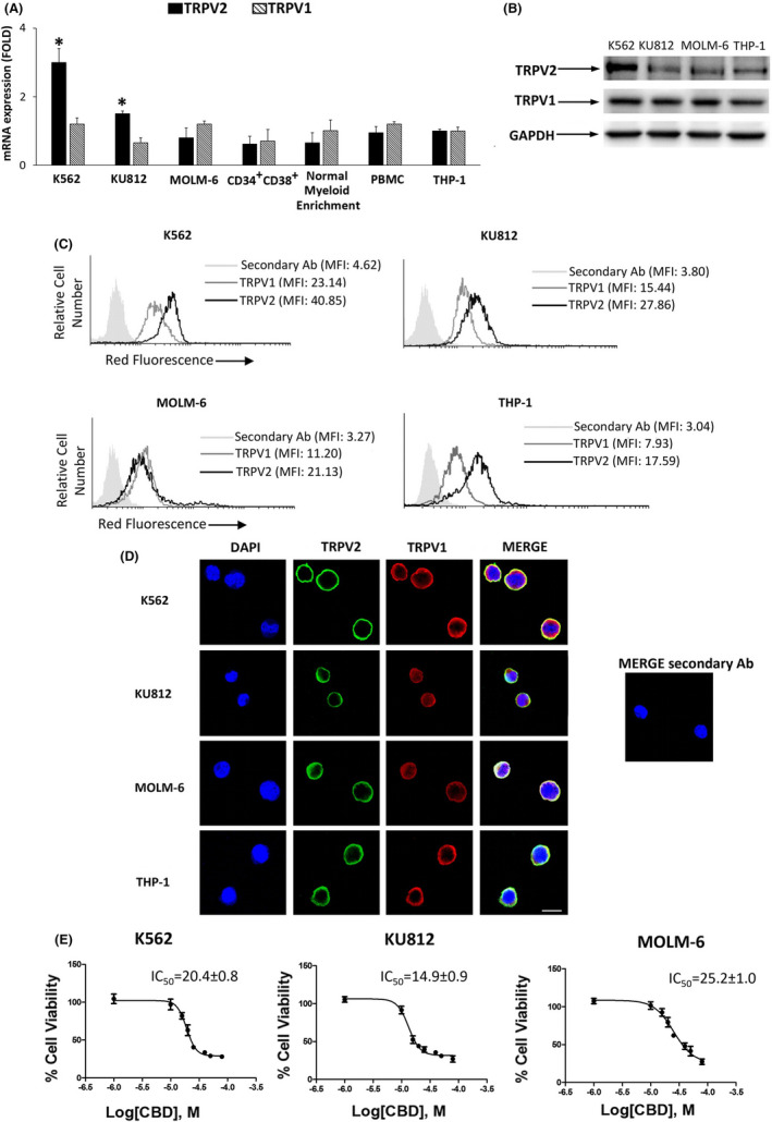 TRPV1 and TRPV2 expression. A, TRPV2 and TRPV1 expression evaluated by qRT‐PCR. Folds (mean ± SD of three separate experiments) = changes respect to THP‐1 cells. *P < .05 vs THP‐1. B, Representative western blot analysis by using anti‐TRPV1 and TRPV2 Abs. GAPDH was used as loading control. C, Cytofluorimetry in CML and THP‐1 cells using anti‐TRPV1 and TRPV2 Abs. MFI, mean fluorescence intensity. D, Confocal microscopy in CML and THP‐1 cells. Bar = 20 µm. Images are representative of three experiments. E, Cell viability in CML cells treated for 24 h with CBD. Data are the mean ± SD of three experiments