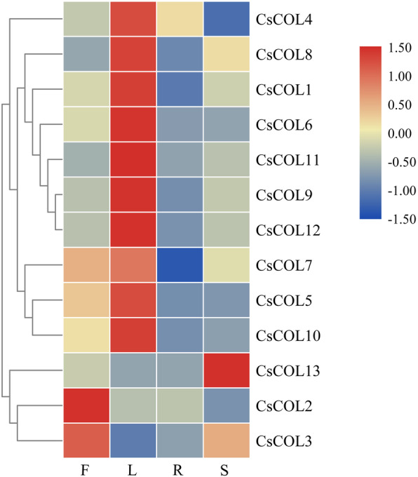 Tissue-specific gene expression of 13 CsCOL genes in cannabis. The scale bar indicates the logarithmic normalized expression level of each gene in different tissues. Red and blue indicate higher and lower transcript abundance, respectively. Three independent samples were used in expression analysis. F: female flower; L: leaf; R: root; S: stem