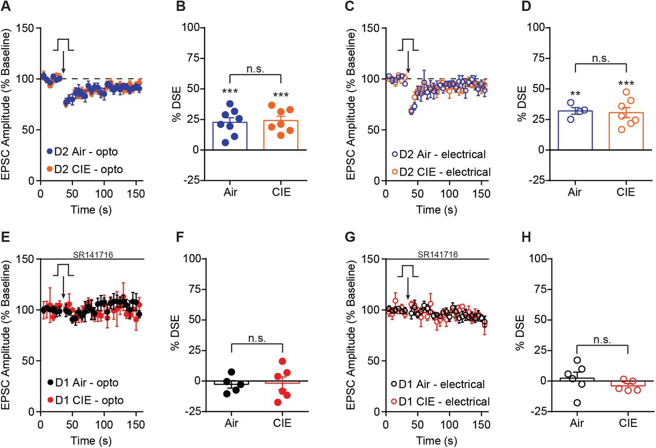 DSE in D2 SPNs and effect of SR141716 on DSE in D1 SPNs.(A) Depolarization induced suppression of excitation (DSE) of OFC inputs to D2 SPNs in Air control and CIE mice. (B) Bar graphs representing the percentage change from baseline immediately after depolarization. (C) DSE of excitatory inputs to D2 SPNs using electrical stimulation in Air and CIE mice. (D) Bar graphs representing the percentage change from baseline immediately after depolarization. (E) DSE of OFC inputs to D1 SPNs in the presence of a CB1 receptor antagonist, SR141716 (1 μM) in Air and CIE mice. (F) Bar graphs representing the percentage change from baseline immediately after depolarization. (G) DSE of excitatory inputs to D1 SPNs using electrical stimulation in the presence of a CB1 receptor antagonist, SR141716 (1 μM) in Air and CIE mice. (H) Bar graphs representing the percentage change from baseline immediately after depolarization. Data points and bar graphs represent the mean ± SEM. Paired (vs. baseline) two-tailed t-test, **p < 0.01, ***p < 0.001.