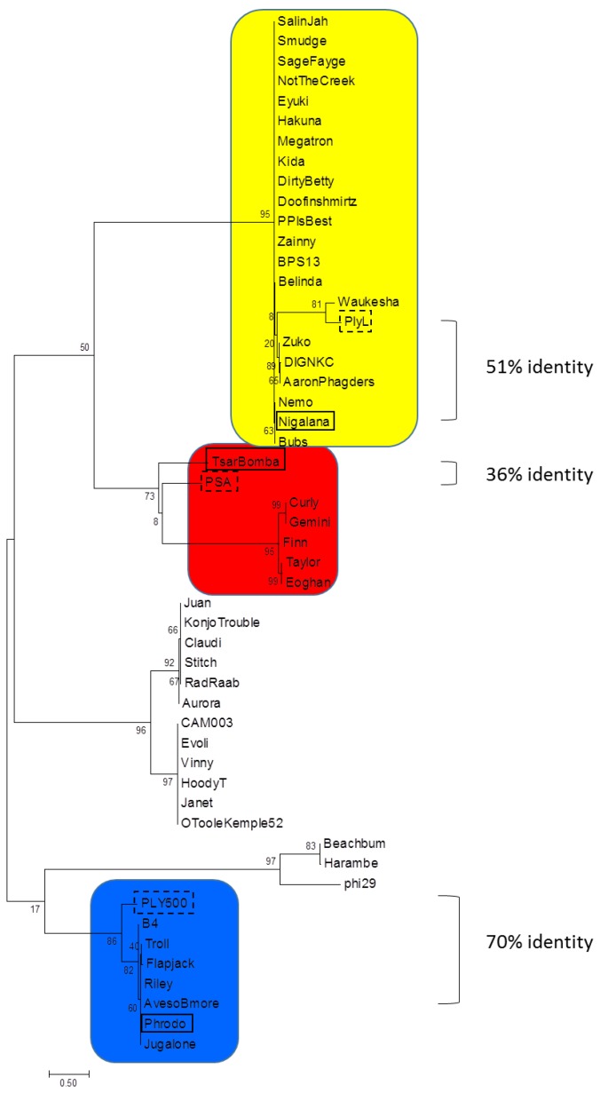 Molecular phylogenetic analysis of bacteriophage endolysin EADs. Sequences were obtained from Bacillus Phage Database (bacillus.phagesdb.org) that have also been deposited into GenBank and compared to six published phage endolysin sequences. Endolysins are represented by their phage names. The evolutionary history was inferred by using the Maximum Likelihood method. The tree is drawn to scale, with branch lengths measured in the number of substitutions per site. Endolysins tested in this manuscript are boxed in black and structurally characterized homologs are boxed in a dashed line. The scale bar represents 0.5 substitutions per amino acid site. Color coding corresponds to EAD domains in Figure 2.