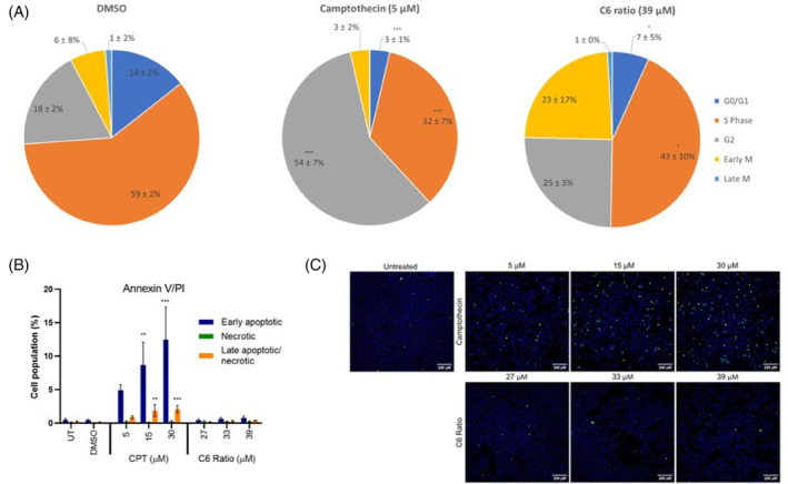 Effect of the cannabinoid ratio on the induction of cell cycle arrest, apoptosis, and necrosis in the MCF7 cell line. (A) Distribution of the MCF7 cell population in the various phases of the cell cycle and (B, C) the induction of apoptosis and necrosis after treatment with camptothecin and the cannabinoid ratio for 24 h, determined using fluorescent staining with Hoechst, FITC Annexin V, and propidium iodide. Image acquisition (10× objective, scale bar = 200 μm) and analysis were completed using the ImageXpress High‐Content Analysis System (n = 3, data are presented as mean ± SD, *significant compared to untreated control; *p < 0.05; **p < 0.01; ***p < 0.001). CPT, camptothecin; DMSO, dimethyl sulfoxide vehicle control; UT, untreated.