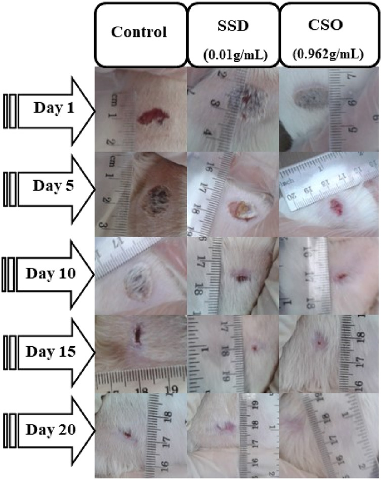 Macroscopic morphology of the burned skin wounds during different days of treatment.