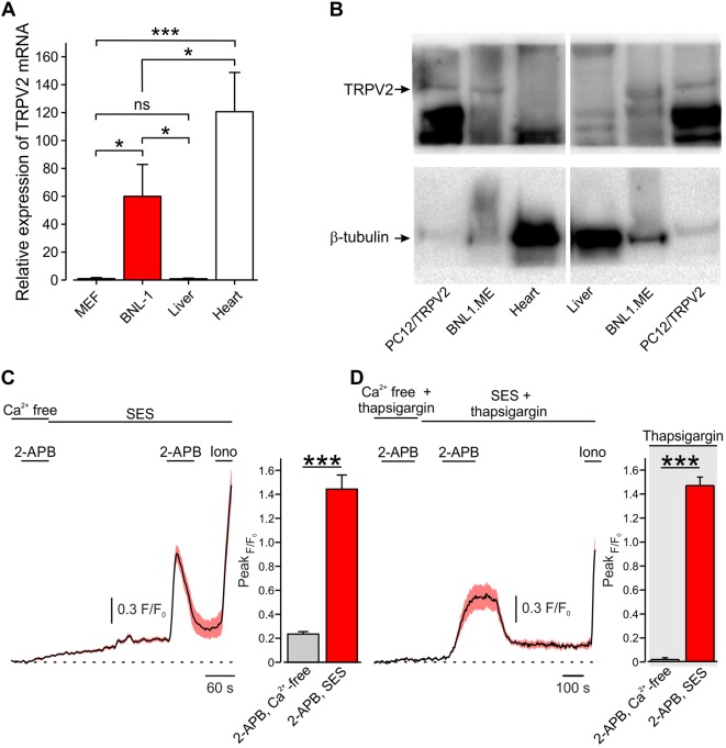Mouse hepatocellular carcinoma BNL1 ME cells, but not liver or heart cells express functional TRPV2 channels. (A) Bar graph depicting relative expression levels, assessed by RT-PCR, of TRPV2 mRNA in BNL1 ME cells compared to MEF, non-cancerous mice liver, and mice heart cells (GAPDH was used for normalization; see Methods). *—p < 0.05; ***—p < 0.001, one-way ANOVA with post hoc Bonferroni, n = 3 replications. (B) Western blot analysis of TRPV2 protein levels in BNL1 ME cells compared to pheochromocytoma 12 cell line (PC12) constitutively expressing TRPV2 (PC12/TRPV2), non-cancerous mice liver cells, and mice heart cells. β-Tubulin served as a control (for a blot containing all the lanes; see Supplementary Figure 1 ). The size of the proteins (95 kD for TRPV2 and 51 kD for β-tubulin) was determined relative to pre-stained size markers. Representative of five experiments. (C) Left, Mean ± SEM of changes in cytosolic [Ca2+]i following bath application of 200 μM 2-APB. Note that application of 2-APB leads to a small increase in intracellular Ca2+ when external solution contains nominal Ca2+ concentration (Ca2+ free) but produces a substantial and significant (***—p < 0.001, one-way ANOVA) increase in intracellular Ca2+ when calcium is present in the bath solution (standard external solution, SES), n = 26 cells. For a positive control of imaging, 1 µM ionomycin (Iono) was added to the bath solution at the end of each experiment. Right, bar graph comparing peak changes in cytosolic [Ca2+]i following application of 2-APB in Ca2+ free-solution with changes in cytosolic [Ca2+]i following application of 2-APB in 2 mM Ca2+ containing SES; ***—p < 0.001, paired Student t-test, n = 43 cells, from three plates. (D) Same as in C, but with SES containing thapsigargin. Note that, under these conditions, the increase in intracellular Ca2+ occurs only when calcium is present in the external solution (SES) n = 28 cells. Right, ***—p < 0.001, paired Student t-test, n = 34 cells, from three plates. ns, not significant.
