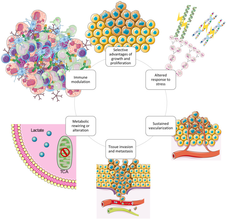 The circular structure of the interconnected cancer hallmarks shows the promotion and maintenance of the GBM tumour microenvironment. The hallmark capabilities exerted by GBM cells cooperate to create a tumour microenvironment which supports survival and progression using several strategies [95]. Redrawn with permission from Torrisi, F., The Hallmarks of Glioblastoma: Heterogeneity, Intercellular Crosstalk and Molecular Signature of Invasive-ness and Progression; published by Biomedicines, 2022. Creative Commons CC BY http://creativecommons.org/licenses/by/4.0/ (accessed on 25 June 2023). The figure contains modified Images from Servier Medical Art (https://smart.servier.com, accessed on 5 July 2023) licensed by a Creative Commons Attribution 3.0 Unported License.