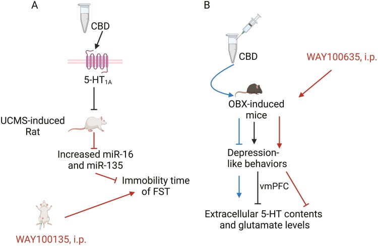 Serotonin receptor subtype 1A (5-HT1A) receptor mediates CBD-induced antidepressant-like effects. (A) CBD reversed the increased expression of miR-16 and miR-135 and the decrease in the 5-HT1A receptor gene (HTR1A) in the ventromedial prefrontal cortex (vmPFC) in rats subjected to UCMS, while WAY100135 (the 5-HT1A receptor antagonist) blocked the antidepressant-like effect of CBD on immobility time in rats.35 The UCMS is one of the most widely used, robust, and translatable models to study the neurobiological basis of major depression.123 (B) Acute CBD administration significantly increased extracellular 5-HT and glutamate levels in the vmPFC of OBX mice, whereas WAY100635 (0.3 mg/kg; i.p.) prevented the reversal of CBD-induced hyperactivity in OBX mice,124 suggesting that the rapid antidepressant-like effects of CBD act via the enhancement of serotonergic and glutamatergic transmission through the modulation of 5-HT1A receptors.124 The figure was generated using BioRender (Agreement number: DM27NE62NP). CBD, cannabidiol; OBX, olfactory bulbectomy; UCMS, unpredictable chronic mild stress.