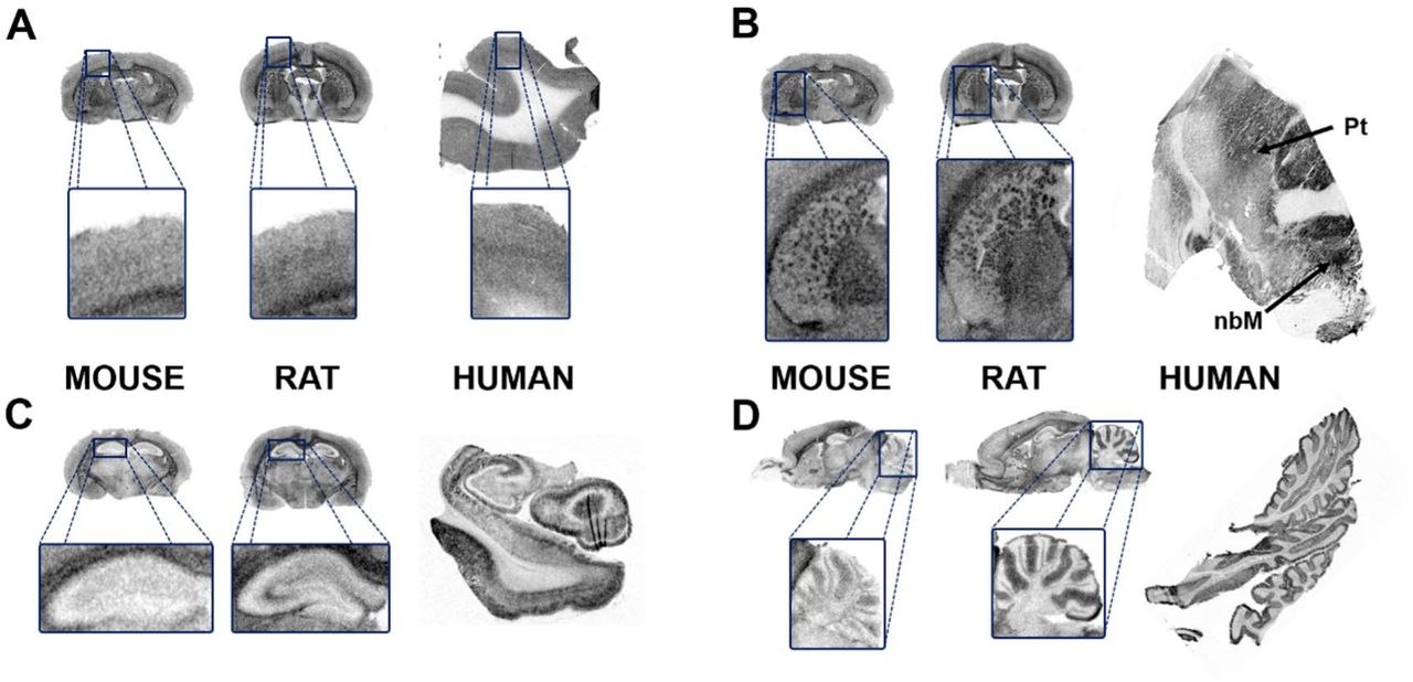Comparative autoradiograms showing the [35S]GTPγS binding stimulated by the specific agonist of S1P1 receptor, CYM-5442, (10µM) in mouse, rat and human. Note in cortical areas that the layers V – VI show a higher activity in rodent brains than in human brain (A). Mouse, rat and human striatum and basal forebrain (Pt: putamen; nbM: nucleus basalis of Meynert) (B). Mouse, rat and human hippocampus, although the stimulation pattern is conserved in rodent brain, in mouse brain is much lower the activity of S1P1 receptor (C). Mouse, rat and human cerebellum, showing that the rat S1P1 activity is more similar to the human (D).