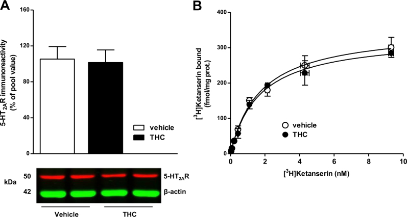 Chronic THC does not modulate 5-HT2AR protein density. a 5-HT2AR immunodensity in brain total homogenates of vehicle- and THC-treated mice (n = 8 each group). Representative immunoblot of 5-HT2AR and β-actin in vehicle and THC-treated mice. b Specific [3H]ketanserin binding saturation curves in cortical membranes of vehicle- and THC-treated mice (pool of n = 8 each group). Bars and points represent mean ± SEM