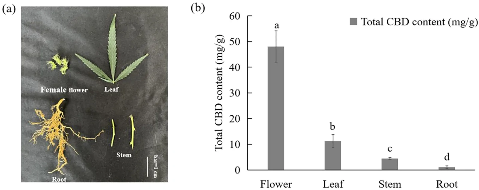 Panel (a) shows a photograph of separated cannabis plant parts labeled as female flower, leaf, stem, and root on a black background. Panel (b) presents a bar graph comparing total CBD content in milligrams per gram among flower, leaf, stem, and root, with the flower having the highest value, followed by leaf, stem, and root in descending order.