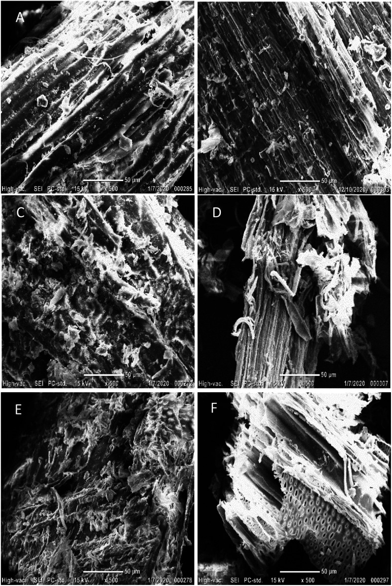 Scanning Electron Micrograph (SEM) images of untreated hemp materials, acid pretreated solids, and those hydrolyzed solids. (A) Raw hemp stems and (B) branches; (C) acid pretreated stem and (D) branch solids at 15% (w/v) solid in the presence of 1% (v/v) hydrochloric acid at 121 °C for 30 min; (E) enzymatically hydrolyzed acid-pretreated and washed stem and (F) branch solids. The images were taken at magnification of 500×. The scale bars and magnification information are presented at the bottom of each image.