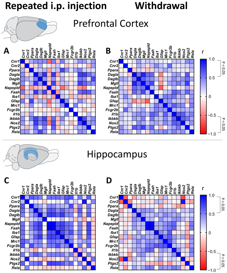 Spearman correlation analysis of gene expression of endocannabinoid and gliosis/inflammation markers during repeated administration (A) and withdrawal in the prefrontal cortex (B) and repeated administration (C) and withdrawal (D) in the hippocampus. A p level of < 0.05 was considered significant.