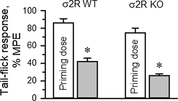 Development of single-dose morphine-induced tolerance. The σ2R−/− (KO) mice developed a profound and lasting tolerance to acute administration of morphine (10 nmol, icv). The data are expressed as the mean ± SEM. * Indicates significantly different compared to the effects induced by the morphine priming dose (30 min) in wild-type (WT) and σ2R−/− mice; all data were analyzed by pairwise Holm-Sidak multiple comparison tests following ANOVA; p < 0.05
