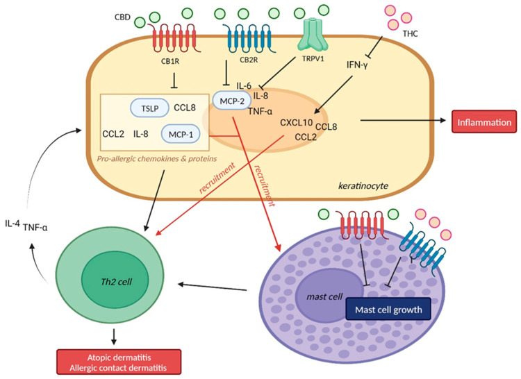 Mechanism of action of CBD and THC in atopic dermatitis and eczema. CBD inhibited pro-inflammatory cytokines such as IL-6, IL-8, and TNF-α. CB1R-deficient mice showed increased levels of IL-4, TSLP, IFN-γ, and CCL-8, which induces Th2-type inflammation. The interaction between cannabinoids and CB1R/CB2R suppressed cytokines including MCP-1, MCP-2, which recruits mast cell. Mast cells are also known to express CB1R/CB2R, which inhibited mast cell growth. THC decreased keratinocyte-derived pro-inflammatory mediators such as CCL2, CCL8, and CXCL10, which are induced by IFN-γ, limiting myeloid immune cell infiltration. TSLP, thymic stromal lymphopoietin; MCP, monocyte chemoattractant protein; Th2, T-helper 2 cell; TNF-α, tumor necrosis factor; CBD, cannabidiol; THC, Δ-9-tetrahydrocannabinol; TRPV, transient receptor potential vanilloid. This figure was created with Biorender at www.biorender.com (accessed on 21 August 2023).