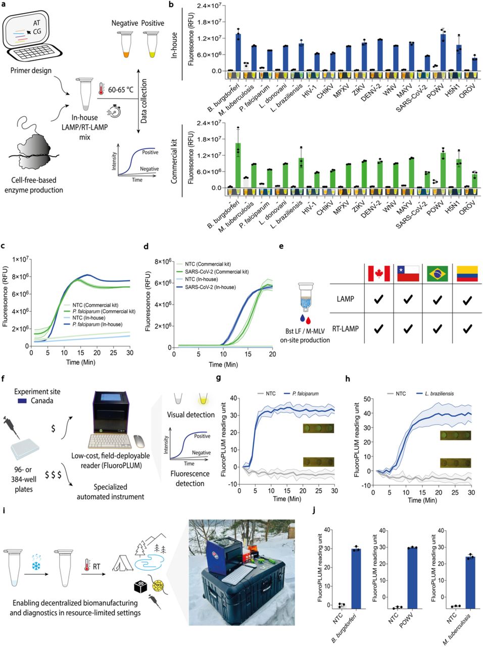 Local cell-free biomanufacturing and open-source hardware enhance diagnostic capacity and access in resource-limited settings, matching commercial gold standards.(a) Schematic representation of the pipeline used to create the molecular diagnostic systems. Detection was carried out using real-time fluorescence or visual detection. For fluorescence measurements, amplicons were visualized by adding 1x LAMP fluorescent dye or 10 μM SYTO 9 Green Fluorescent Nucleic Acid dye if FluoroPLUM was used, with fluorescence reads every minute. For visual detection, the naked eye confirmed amplification under natural light by adding SYBR Gold Nucleic Acid Stain (diluted 1:10) to tube caps before reaction incubation, followed by mixing after incubation. A positive reaction resulted in a color change from orange to yellow, while a negative reaction remained orange. (b) End point fluorescence levels (25 minutes for all targets) for 16 pathogens, comparing in-house (blue) and commercial LAMP systems (green). Data are shown as mean ± SD, n = 3. (c) Real-time fluorescent experiments for synthetic P. falciparum DNA amplification using a conventional qPCR instrument. This representative data was obtained using reagents produced on-site in Canada. Data are shown as mean ± SD, n = 3. (d) Real-time fluorescent experiments for synthetic SARS-CoV-2 RNA amplification using a conventional qPCR instrument. This representative data was obtained using reagents produced on-site in Canada. Data are shown as mean ± SD, n = 3. (e) Reproducibility assessment of LAMP and RT-LAMP performed in Canada, Chile, Brazil, and Colombia. Independent experiments conducted by different teams across diverse settings, using a standardized protocol, confirmed the reproducibility of the results. The consistent results reinforce the feasibility of decentralized enzyme production. (f) Comparison of the low-cost, portable FluoroPLUM and a conventional high-cost qPCR machine for assessing in-house-produced LAMP reactions, with results showing comparable performance across both platforms, confirming the utility of FluoroPLUM as an affordable alternative for high-throughput measurements in low-resource settings. (g) Real-time fluorescence and visual outputs of LAMP reactions using P. falciparum synthetic DNA (2 nM) and NTC measured with the low-cost, portable FluoroPLUM. This representative data was obtained using reagents produced on-site in Canada. Data are shown as mean ± SD, n = 3. (h) Real-time fluorescence and visual outputs of LAMP reactions using L. braziliensis synthetic DNA (2 nM) and NTC measured with the low- cost, portable FluoroPLUM. This representative data was obtained using reagents produced on-site in Canada. Data are shown as mean ± SD, n = 3. (i) Deploying low-cost cell-free lysates and open-source hardware enables decentralized biomanufacturing, facilitating the implementation of diagnostic programs in resource-limited settings. (j) End point fluorescence levels (30 minutes for all targets) for B. burgdorferi, POWV, and M. tuberculosis measured using the low-cost, portable FluoroPLUM. This representative data was obtained using diagnostic reagents manufactured on-site in Algonquin Highlands, Ontario, Canada. Data are shown as mean ± SD, n = 3. Abbreviations are: (-) or NTC, non-template control; RT, room temperature; Min, minutes; HIV-1, human immunodeficiency virus 1; CHIKV, chikungunya virus; MPXV, monkeypox virus; ZIKV, Zika virus; DENV-2, dengue virus serotype 2; WNV, West Nile virus; MAYV, Mayaro virus; POWV, Powassan virus; OROV, Oropouche virus.