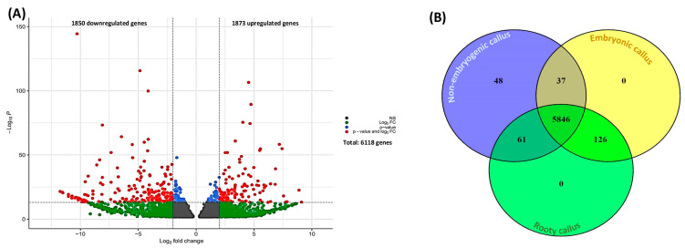 (A) Volcano plot and (B) Venn diagram of differentially expressed genes.