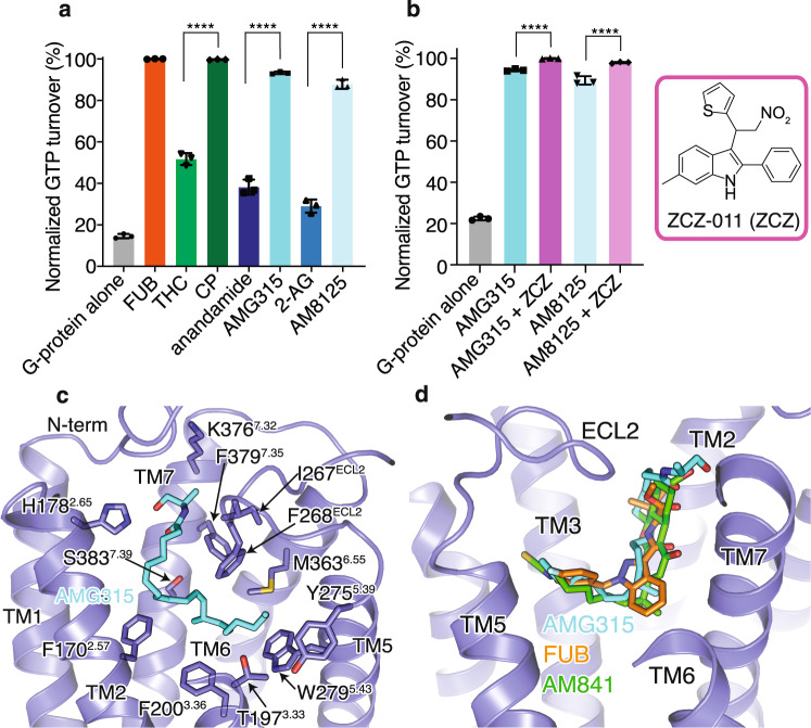 Endocannabinoid analog, AMG315-bound CB1–Gi1 structure.a GTP turnover assay with Gi1 showing maximum turnover produced by FUB (MDMB-Fubinaca) and CP (CP 55940). Endocannabinoid produce much lower GTP turnover compared to their analogs. Data represented as mean ± SD, p < 0.0001****, unpaired t-test (two-tailed), n = 3 independent experiments). b Addition of the PAM, ZCZ increases GTP turnover of the endocannabinoid analogs. (mean ± SD, p < 0.0001****, unpaired t-test (two-tailed), n = 3 independent experiments). c AMG315 binding pocket showing residues that are within 4 Å from the ligand. d. Overlay of ligands from different chemical classes, synthetic cannabinoid (FUB, orange), classical cannabinoid (AM841, green), and endocannabinoid (AMG315, blue).