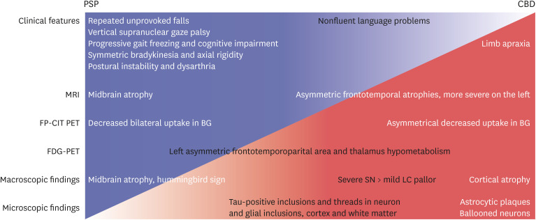 Schematic illustration of PSP or CBD preferences in the clinical and pathological findings of the patient. The initial clinical symptoms, midbrain atrophy in the MRI, and bilateral decrease in the FP-CIT uptake in the BG suggested a clinical diagnosis of PSP. The midbrain on the sagittal section was astonishingly similar to the hummingbird sign, which was widely known as one of the characteristic radiological findings of PSP. However, later development of limb apraxia, asymmetric cortical atrophy in the MRI, and a more severe decreased FP-CIT uptake on the left putamen indicated CBD. In the macroscopic findings, less severe hypopigmentation of the LC than of the SN and more extensive cortical atrophy including the posterior cortex also implied CBD. Finally, astrocytic plaques and ballooned neurons were almost exclusively observed in CBD. Black-colored phrases were overlapping findings of both PSP and CBD.PSP = progressive supranuclear palsy, CBD = corticobasal degeneration, MRI = magnetic resonance imaging, FP-CIT = fluoro-propyl-carbomethoxy-iodophenyl-tropane, BG = basal ganglia, LC = locus ceruleus, SN = substantia nigra, PET = positron emission tomography, FDG = fluorodeoxyglucose.