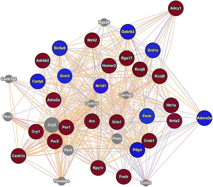 Interaction network of addiction related genes with altered expression in postpartum NAC. The red circles indicate upregulation and blue circles indicate downregulation of genes within significant maternal NAC expression results. Results were visualized as an interaction network with genes in gray circles added by GeneMania due to interactions with specified genes. Nr1d1 was added to network due to recent studies linking it to addiction pathways and because of its multiple interactions with known addiction related genes. The nature of the interaction data linking any two genes is encoded by color (blue lines = colocalization, purple lines = coexpression, red lines = physical interactions, light green = shared protein domains, and orange lines = predicted interaction). Distance between genes is proportional to the strength of evidence for their interaction.