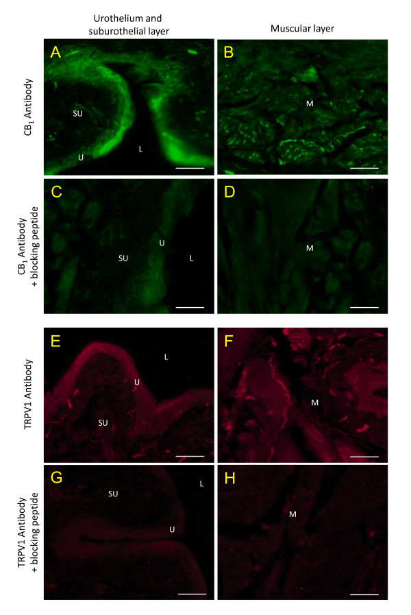 Control for the selectivity of CB1 and TRPV1 receptors antibodies. Upper panels (A-D, green) show the immunoreactivity obtained in normal bladder sections incubated with the CB1 antibodies alone (A, B) or with the specific blocking peptide (C, D). The lower panels (E-H, red) show the reactivity obtained with TRPV1 antibodies alone (E, F) or with the specific blocking peptide (G, H). U = urothelium, L = lumen, SU = suburothelial and M = muscular layers, scale bar = 20 μm.