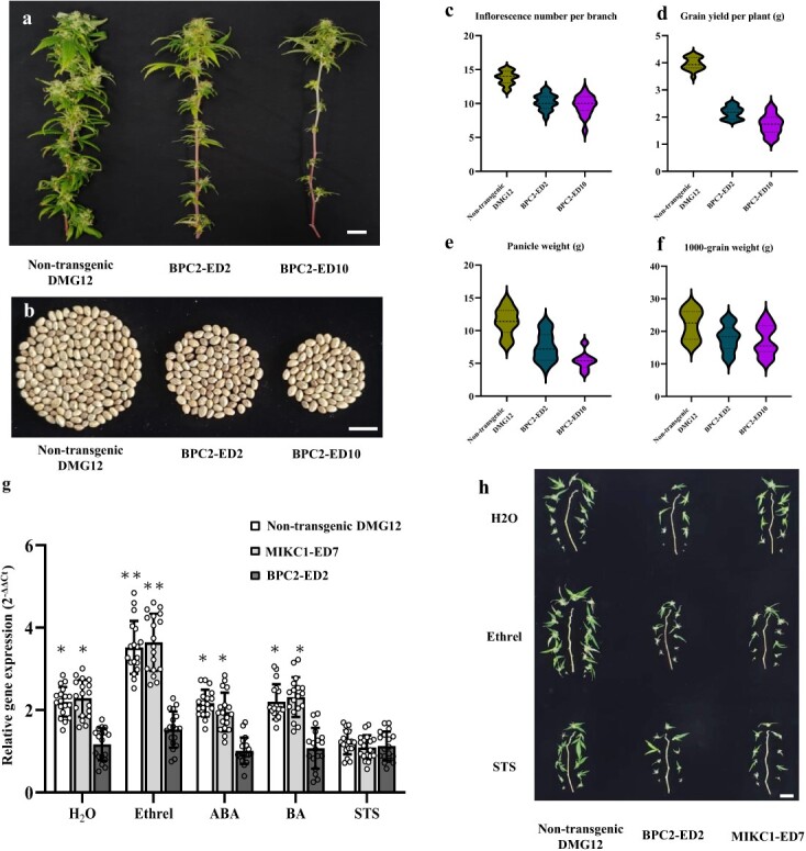 The CsBPC2 mutants show decreased sensitivity to ethylene. a Image of inflorescence degeneration on branches of BPC2-ED2 and BPC2-ED10. Branches were sampled from non-transgenic DMG12, BPC2-ED2, and BPC2-ED10 (left to right) grown in a greenhouse. The scale bar represents 1 cm. b Grains per plant harvested from non-transgenic DMG12, BPC2-ED2, and BPC2-ED10 (left to right) plants. The scale bar represents 1 cm. c–f. Average effects of CsBPC2 on inflorescence number per branch (c), grain yield per plant (d), panicle weight (e), and 1000-grain weight (f) over the transgenic families. The mean value was statistically analyzed, and ANOVA with Tukey’s HSD test was used to determine the significance level between non-transgenic (18 plants) and transgenic plants (18 plants for each of the mutation lines). Uppercase letters indicate significant differences (P < 0.05). Bars indicate the standard error. g Relative expression levels of CsMIKC1 in non-transgenic DMG12, MIKC1-ED7, and BPC2-ED2 plants treated with H2O, Ethrel, ABA, BA, and STS. Gene expressions were quantified by qRT–PCR with 18 biological samples and the transcription level was calculated with the 2–ΔΔCT method, where CT is the threshold cycle. Two-tailed unpaired Student’s t-test was used to evaluate the mean transcript level between the two alleles (Supplementary Data Table S1). The comparison was performed between BPC2-ED2 and non-transgenic/MIKC1-ED7 in each treatment. *P < 0.05; **P < 0.01. h Ethrel and STS applications on CsBPC2 mutants, CsMIKC1 mutants, and non-transgenic plants to show the effect of ethylene and STS on the inflorescence number. The scale bar represents 1 cm.