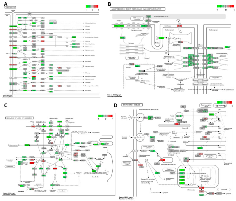 Gene expression changes in GO terms: (A) tight junction, (B) arrhythmogenic right ventricular cardiomyopathy (ARVC), (C) regulation of actin cytoskeleton, and (D) Huntington’s disease pathways in response to high–THC extract #18 compared to DMSO control in the HT–29 CRC cell line. The genes are coloured according to the difference in expression level between treatment and control for each sample. Red colour shows upregulation and green downregulation relative to the treatment group. Data based on GAGE unidirectional analysis.