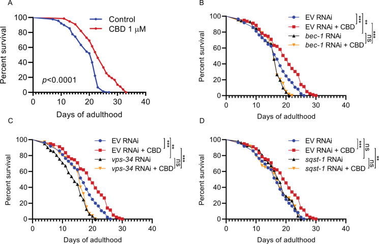 Autophagy genes are required for CBD-mediated lifespan extension. A Lifespan of wild-type worms (N2) treated with 1 μM or vehicle treatment at 20℃. p values compared with control calculated using log-rank test. B, C Lifespan of worms fed with bacteria containing empty vector (EV) or vectors for RNAi of autophagy genes (vps-34, bec-1, and sqst-1), treated with CBD or untreated. *p ≤ 0.05, **p ≤ 0.01, *** p ≤ 0.001 by log-rank test. Data are representative of at least three independent experiments