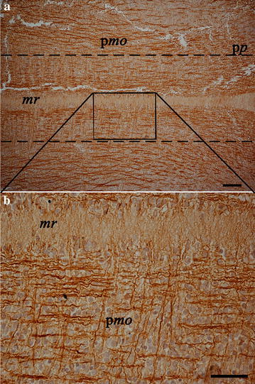 Photomicrographs of the developing central nervous system focusing at the hindbrain; a low magnification of primordia of medulla oblongata (pmo) and of the pons (pp); mr indicates medullary raphe; dashed lines enclose the parasagittal area where transversal immunoreactive fibres were observed (enlarged in b). b high magnification of the square represented in a to show both longitudinal and transversal positive fibres. Scale bars are equal to 100 µm (a) and 50 µm (b)