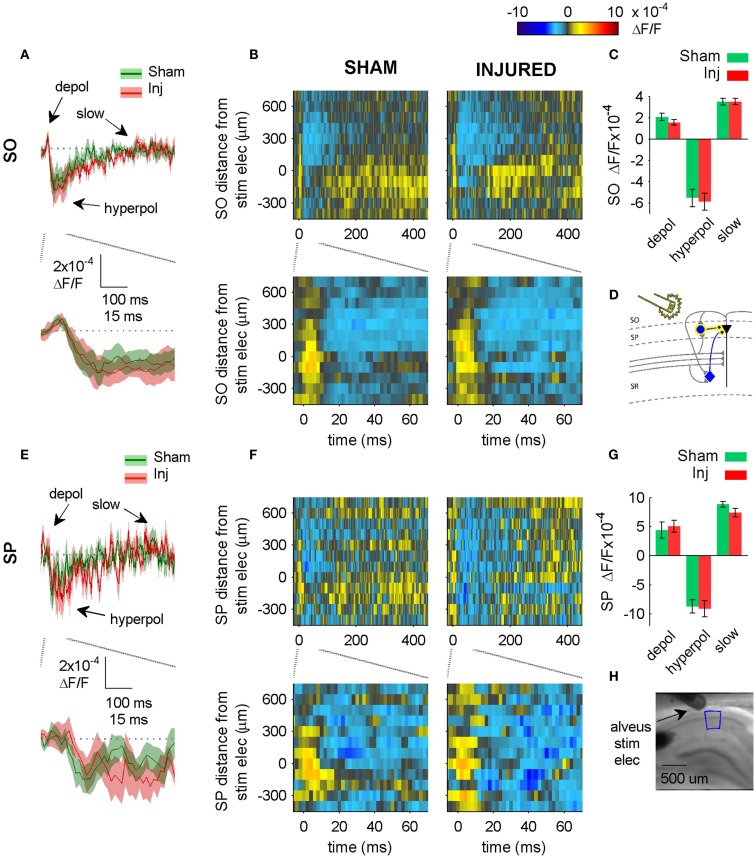 Alveus-evoked responses in APV plus CNQX do not change after injury. (A,E) Sham and injured group average VSD traces in SP and SO in response to Alveus-stimulation in APV (50 μM) and CNQX (6 μM) do not change after injury. Same slices as in Figure 4. With glutamatergic transmission blocked, responses are due to direct stimulation of interneurons. No significant differences were observed in SP or SO hyperpolarization, indicating no net functional changes at GABAergic synapses in SP or SO. (B,F) Sham and injured group average rasters for same slices as in (A,E). Again, no significant differences were observed in SP or SO, indicating no net functional changes at GABAergic synapses in SP or SO. (C,G) Group average statistics. No significant differences were observed. (D) Schematic showing direct activation (yellow highlight) of interneuron synapses in SP and SO. Schaffer collaterals are shaded gray to indicate non-activation by alveus stimulation. Pyramidal neuron axons are shaded gray to emphasize that glutamatergic transmission has been blocked. Same legend as in Figure 1A. (H) Photomicrograph from a representative slice showing typical location of stimulating electrode and region used for analysis of alveus-stimulated responses. Positive distances from electrode are toward subiculum, negative distances are toward CA3. Stimulus: 100 μA. Sham n = 9, injured n = 8. Abbreviations: SO, stratum oriens; SP, stratum pyramidale; Inj, Injured; depol, depolarization; hyperpol, hyperpolarization; stim elec, stimulating electrode.
