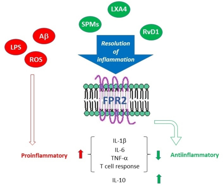 Role of FPR2 receptor in resolution of inflammation (abbreviations in the text).