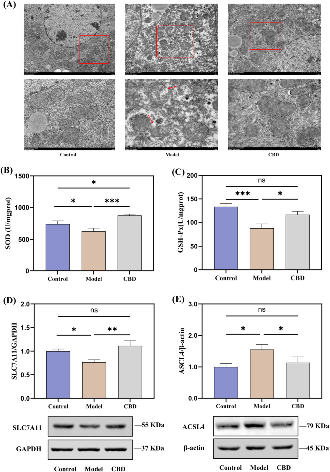 Effects of CBD on mitochondrial morphology, oxidative stress markers, and protein expression in liver tissue ((A) TEM images showing mitochondrial morphology. (B, C) SOD and GSH-Px levels in liver tissue. (D, E) Western blot analysis of SLC7A11 and ACSL4 expression in liver tissue. Mean ± SEM. *p < 0.05, **p < 0.01, ***p < 0.001).