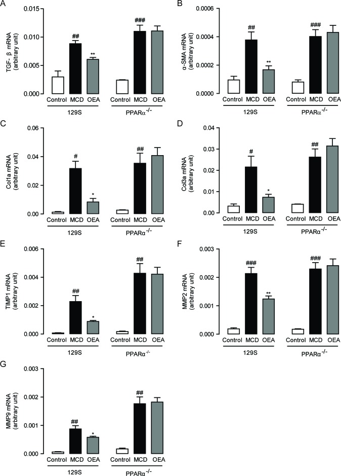 OEA modulated hepatic fibrotic genes expression in MCD diet-induced fibrosis mice by PPAR-αThe effect of OEA on liver mRNA levels of TGF-β A., α-SMA B., Col1a C., Col3a D., TIMP1 E., MMP-2 F., and MMP-9 G. in wild-type (WT) mice and PPAR-α knockout mice fed with normal diet, MCD diet, MCD diet combined with OEA administration (5 mg/kg/day, i.p.). Data are shown as means ± s.e.m.; n = 6-8 in each group. # P < 0.05, ## P < 0.01, ### P < 0.001, * P < 0.05, ** P < 0.01.