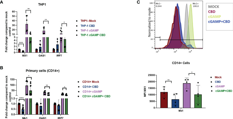 CBD down regulates the expression of ISGs in monocytic cell line THP-1 and primary macrophages. (A) THP-1 cell lines were treated with vehicle or CBD overnight and stimulated with or without 2’3’-cGAMP for 8hrs. Expression levels of ISGs MX1, OAS1, IRF7 was measured by real time PCR. (B) CD14+ cells were sorted from healthy PBMCs followed by differentiation with M-CSF for 5 days. Afterwards, cells were treated with CBD for 8hrs. Expression levels of MX1, OAS1, IRF7 was measured by real time PCR. (C) ISG Mx1 protein in CD14+ primary macrophages were measured by flow-cytometry. *p<0.05, **p<0.005, ****p<0.0001.