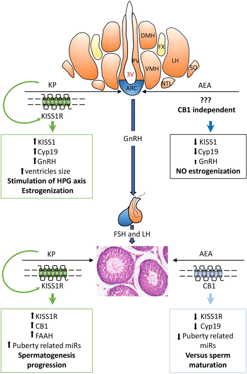 Main outcomes and functional hypotheses (bold font) of KPS and ECS stimulations and their interplay in regulating the hypothalamic–pituitary–gonadal (HPG) axis. AEA, anandamide; KP, kisspeptin; 3V, third ventricle; ARC, arcuate nucleus; DMH, dorsomedial hypothalamus; LH, lateral hypothalamus; NTL, hypothalamic lateral tuberal nucleus; PV, paraventricular nucleus; SO, supraoptic nucleus; VMH, ventromedial nucleus. GnRH, gonadotropin-releasing hormone; FSH, follicle-stimulating hormone; LH, luteinizing hormone. ↑, increase; ↓, decrease.