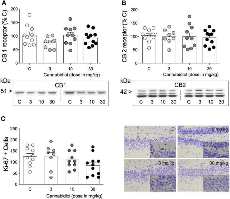 Modulation of hippocampal molecular markers by repeated cannabidiol treatment. (A) CB1 and (B) CB2 receptors as measured by Western blot analysis. Data represent mean ± SEM of CB1 and CB2 protein contents expressed as % change vs. control-treated rats. Individual values are shown for each rat (symbols). One-way ANOVAs did not detect any significant changes. Representative immunoblots are shown depicting CB1 and CB2 labeling. (C) Ki-67 + cells in the dentate gyrus as measured by immunohistochemistry analysis. Data represent mean ± SEM of Ki-67 + cells. Individual values are shown for each rat (symbols). A one-way ANOVA did not detect any significant changes. Representative images of Ki-67 + cells (brown labeling in the blue granular layer) were taken using a light microscope and quantified using a 63× objective lens. Scale bar: 30 μm.