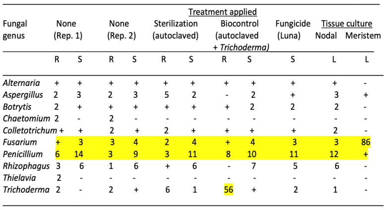 Effect of treatments applied to the cocofibre growing substrate on the resulting fungal microbiome detected in roots (R), stems (S) and leaves (L) of cannabis cuttings after a 4-week exposure to the treated substrate. Controls (no treatment) represent replicate samples (Rep. 1 and Rep. 2). Numbers represent the percentage of total reads of the specific genus relative to the total fungal reads in the tissue sample. The “+”indicate a value of up to 1% of the total reads. Values over 1% are highlighted in yellow.