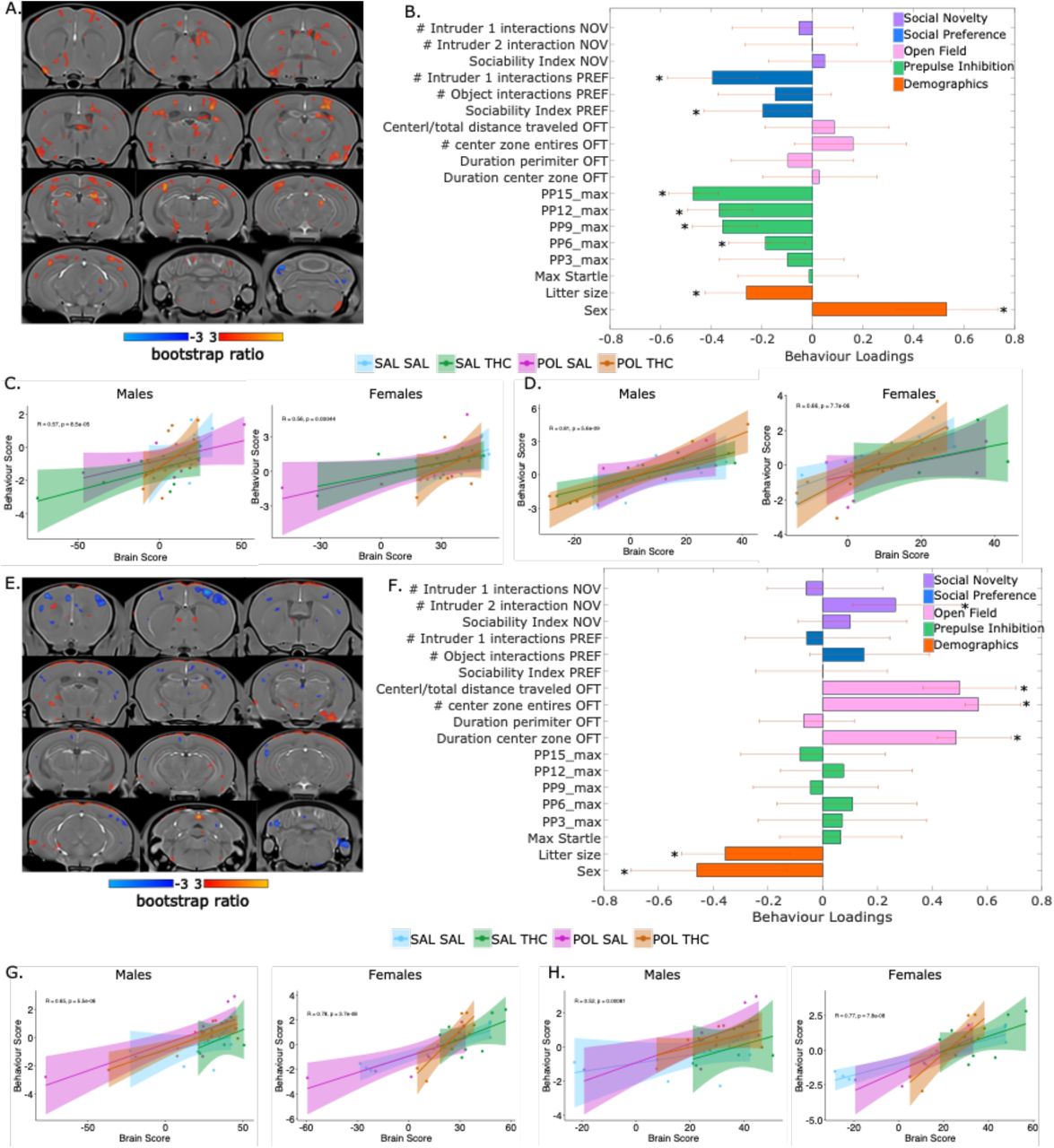Partial least squares (PLS) analysis results for the first and second latent variables (LV) comparing the difference between PND50 and PND85 voxel-wise brain volume, and behaviour. A. Brain loading bootstrap ratios for the LV1 deformation pattern overlaid on the population average, with positive bootstrap ratios in orange-yellow (indicative of positive change in volume), and negative in blue (indicative of negative change in volume). Colored voxels make significant contributions to LV1. B. Behaviour weight for each behavioural measure included in the analysis showing how much they contribute to the pattern of LV1. Singular value decomposition estimates the size of the bars whereas confidence intervals are estimated by bootstrapping. Bars with error bars that cross the 0 line should not be considered significant and are marked by *. C. Correlation of individual mouse brain and behaviour scores, color coded by treatment group with a trend line per group split by sex. D. Correlation of individual brain-behaviour scores with the exclusion of outliers (determined using the following cut offs: minimum (quartile 1 - 1.5x interquartile range) and maximum (quartile3 + 1.5x interquartile range). E. Brain loadings for LV2 (as in A). F. Behaviour loadings for LV2. G. Correlation for individual mouse brain and behaviour score, coloured by treatment and split by sex. H. Correlation of individual brain-behaviour scores with the exclusion of outliers. SAL-SAL (cyan), POL-SAL (magenta), SAL-THC (green), POL-THC (orange).