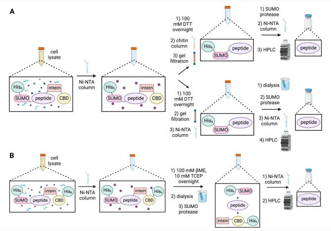 Comparison of previously reported SPI fusion protein isolation protocols with the new protocol outlined in this work. (A) Previously reported isolation protocols to obtain pure peptide from a SPI fusion protein (Lamer et al., 2022a). Clarified cell lysate is passed over a Ni-NTA column, and the SPI fusion protein is eluted with imidazole (purple hexagons). The intein is then cleaved via incubation in 100 mM DTT overnight, and then removed from the sample with a chitin column (top arrow). DTT and imidazole are removed with gel filtration chromatography prior to addition of the SUMO protease. The cleaved His6-SUMO tag and His-tagged SUMO protease are removed with a second Ni-NTA column, and the peptide in the column flow through is finally purified with HPLC. Alternatively, if the use of chitin resin is undesirable (bottom arrow), after intein cleavage the buffer is exchanged with gel filtration to remove imidazole and DTT, and the His6-SUMO-peptide protein is separated from the intein using a second Ni-NTA column. Imidazole is then removed from the eluted protein sample with dialysis, and then cleavage by the SUMO protease, a third Ni-NTA column, and HPLC are conducted to obtain pure peptide. (B) Simplified isolation protocol used in this work to obtain pure peptide from a SPI fusion protein. The SPI fusion protein is isolated from the clarified cell lysate using a Ni-NTA column, and then the intein is cleaved from the eluted SPI protein by addition of 100 mM βME. Reducing agents and imidazole are then removed with dialysis, and addition of the SUMO protease cleaves the His6-SUMO tag from the peptide. The peptide is then isolated using a second Ni-NTA column, and finally purified with HPLC.