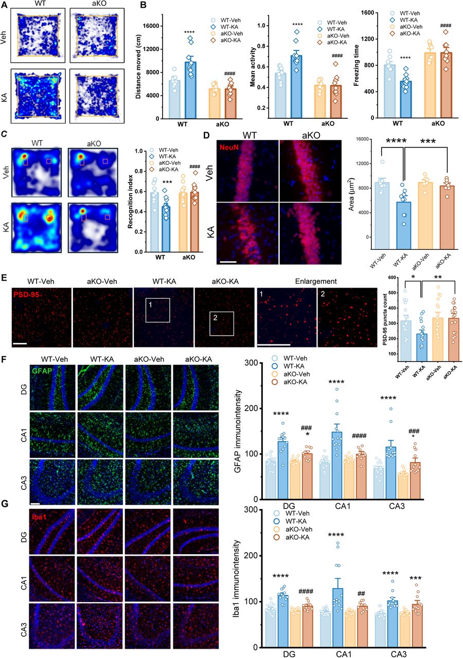 Astrocyte-specific mgll deletion prevents KA-induced cognitive deficits and synaptic loss. (A) Representative heatmaps illustrating the activity tracks of mice in the Open Field test. Warmer colors indicate strictly more time spent in that location. (B) Assessment of hyperactive activity and anxiety-like behavior in the Open Field test. Quantification of total distance moved, mean activity, and freezing time in WT and aKO mice treated with Vehicle or KA. Data are mean ± SEM. ****p<0.001 compared with Veh, ####p<0.001 compared with WT-KA (ANOVA with Turkey test, n=9∼10 animals/group). (C) Representative heatmaps of the Novel Object Recognition (NOR) test, illustrating the exploration time spent around the objects. Quantification of the Recognition Index is shown as mean ± SEM. ***p < 0.001 compared with Veh in each genotype, ####p < 0.001 compared with WT-KA (ANOVA with post hoc Turkey test, n=11∼12 animals/group). (D) Representative images of NeuN (red) staining in the CA1 region with quantification. Scale bars: 50 μm. Data are means ± SEM. ***p< 0.001, ****p<0.0001 (ANOVA with post hoc Turkey test, 2∼3 images/animals, n=3 animas/group). (E) Representative immunofluorescence images of the postsynaptic marker PSD-95 (red) in the hippocampus (CA1 region). Numbered boxes (1, 2) correspond to the enlargement insets on the right. Scale bars: 10 μm. Data points in the quantification of PSD-95 positive puncta represent individual imaging fields. Data are means ± SEM. *p<0.05 (ANOVA with post hoc Turkey test, 4∼5 image/animals, n=4 animals/group). (F-G) Representative immunofluorescence images of GFAP (green, H) and Iba1 (red, I) staining in the DG, CA1, and CA3 regions of the hippocampus with quantification. Scale bar: 100 μm. Data are means ± SEM. *p<0.05, ****p<0.0001 compared with Veh; ##p<0.01, ###p<0.001, ####p < 0.0001 compared with WT-KA (ANOVA with post hoc Turkey test, 3∼4 image/animals, n=4 animals/group).