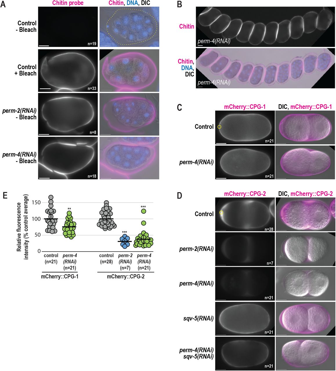 PERM-2 and PERM-4 promote structural integrity of the vitelline layer.(A,B) Immunofluorescence of fixed embryos stained with a rhodamine-conjugated chitin-binding probe to mark the eggshell (magenta) and DAPI to mark DNA (blue). (C,D) Widefield fluorescence and DIC images of live embryos from control and RNAi-treated worms that express mCherry::CPG-1 (C) or mCherry::CPG-2 (D). n=number of embryos. Scale bar, 10um. (E) Quantification of relative fluorescence intensity of eggshell markers within a region of interest (ROI, yellow circles) normalized to the control average. Horizontal black bars represent the mean, vertical black bars the standard error of the mean (SEM). **, p=0.0033; ***, p<0.0001 compared to controls by unpaired student’s t-test with unequal variance. n=number of embryos. Scale bars, 10um.