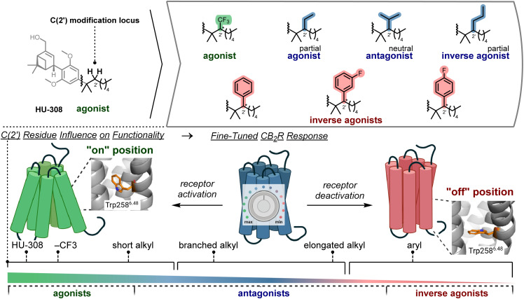 Ligand design based on the HU-308 scaffold and modification of the C(2′) position. Fine-tuned actuation of the CB2R Trp2586.48 single-residue toggle switch leads to a continuum of functional outcomes at the receptor.29