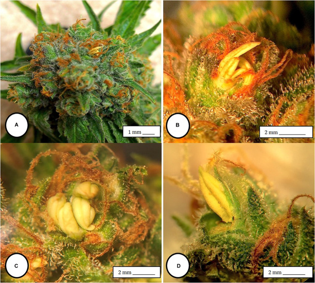 Male anthers and pollen production in hermaphroditic inflorescences of Cannabis sativa. (A) Formation of anthers within calyx tissues of female inflorescences of strain “Moby Dyck” grown under commercial conditions. (B,C) Close-up of clusters of anthers formed within the calyx tissues adjacent to the brown stigmas. (D) Pollen production and release from anthers along the line of dehiscence that appears as a longitudinal groove (stomium).