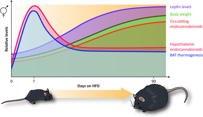 Effect of the HFD in hypothalamic and plasmatic endocannabinoids, leptin levels and BAT thermogenesis during obesity progression. During HFD-induced obesity, the progressive increase of the body weight gain (green line) positively correlates with the increase of leptinemia (purple line) and circulating endocannabinoid levels (orange line). After 7 days of HFD feeding, a transient increase of hypothalamic endocannabinoid levels was observed (red line) that positively correlated with BAT thermogenesis (blue line). This early increase of hypothalamic endocannabinoids and BAT thermogenesis gradually decreases after longer periods of HFD feeding