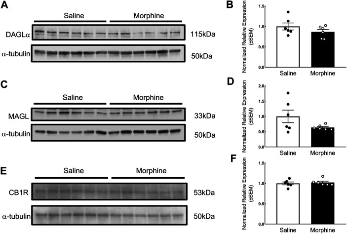 Verification of the effects of sustained morphine on DAGLα, MAGL and CB1R expression in the VTA. Rats were sacrificed after repeated morphine or saline treatment, and the VTA tissues were then collected and prepared for western blot analysis. (A, C and E) Samples were analyzed for the expression of DAGLα, MAGL, and CB1R. (B, D and F) Relative expression levels of DAGLα, MAGL, and CB1R were determined by densitometric analysis and normalized to a-tubulin (as internal control) in each lane. No significant difference in the expression of DAGLα, MAGL, and CB1R was observed between two treatment groups. Values represent the mean ± SEM, n = 6 per group.