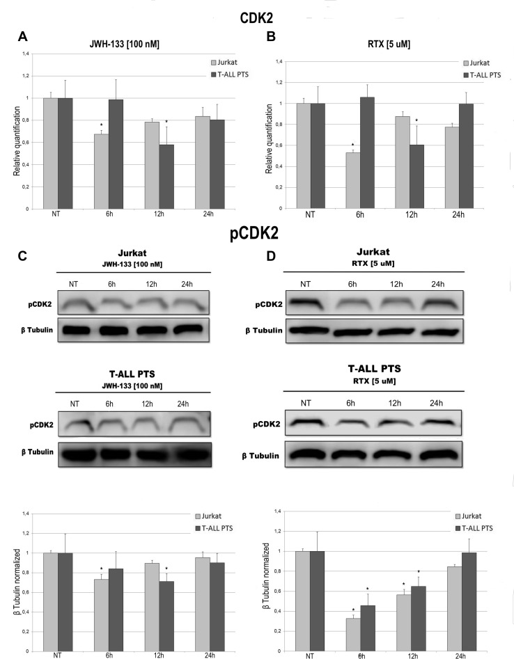 Effects of JWH-133 and RTX treatments on CDK2 mRNA expression levels and pCDK2 protein expression levelsCDK2 mRNA expression levels in Jurkat cell line and in T-ALL patients’ lymphoblasts derived from 4 patients were determined by Q-PCR after JWH-133 [100 nM] (A) and RTX [5 uM] (B) treatments at 6 h, 12 h and 24 h of exposure. Results were normalized for the housekeeping gene β-actin and were showed as mean ± SD of three independent experiments for Jurkat cells (performed in technical triplicate), and as mean ± SD of four single experiments on each one of the 4 patients (performed in technical triplicate). A t-test has been used to evaluate statistical differences in CDK2 expression among groups. *indicates p ≤ 0.05 compared to the untreated control (NT). pCDK2 protein expression levels in Jurkat cell line and in T-ALL patients’ lymphoblasts, were determined by Western Blot, starting from 15 μg of total lysates after JWH-133 [100 nM] (C) and RTX [5 uM] (D) treatments after 6 h, 12 h and 24 h of exposure. Images show the most representative blots. The proteins were detected using Image Studio Digit software and the intensity ratios of immunoblots compared to that of untreated control, taken as 1 (arbitrary unit), were quantified after normalizing with respective loading controls for the housekeeping protein β-tubulin. The graphs represent the relative quantification for pCDK2 expression as mean ± SD of two independent experiments for Jurkat cells and as mean ± SD of four single experiments on each one of the 4 patients. A t-test has been used to evaluate the statistical differences in protein expression levels. *indicates p ≤ 0.05 compared to the untreated control (NT).